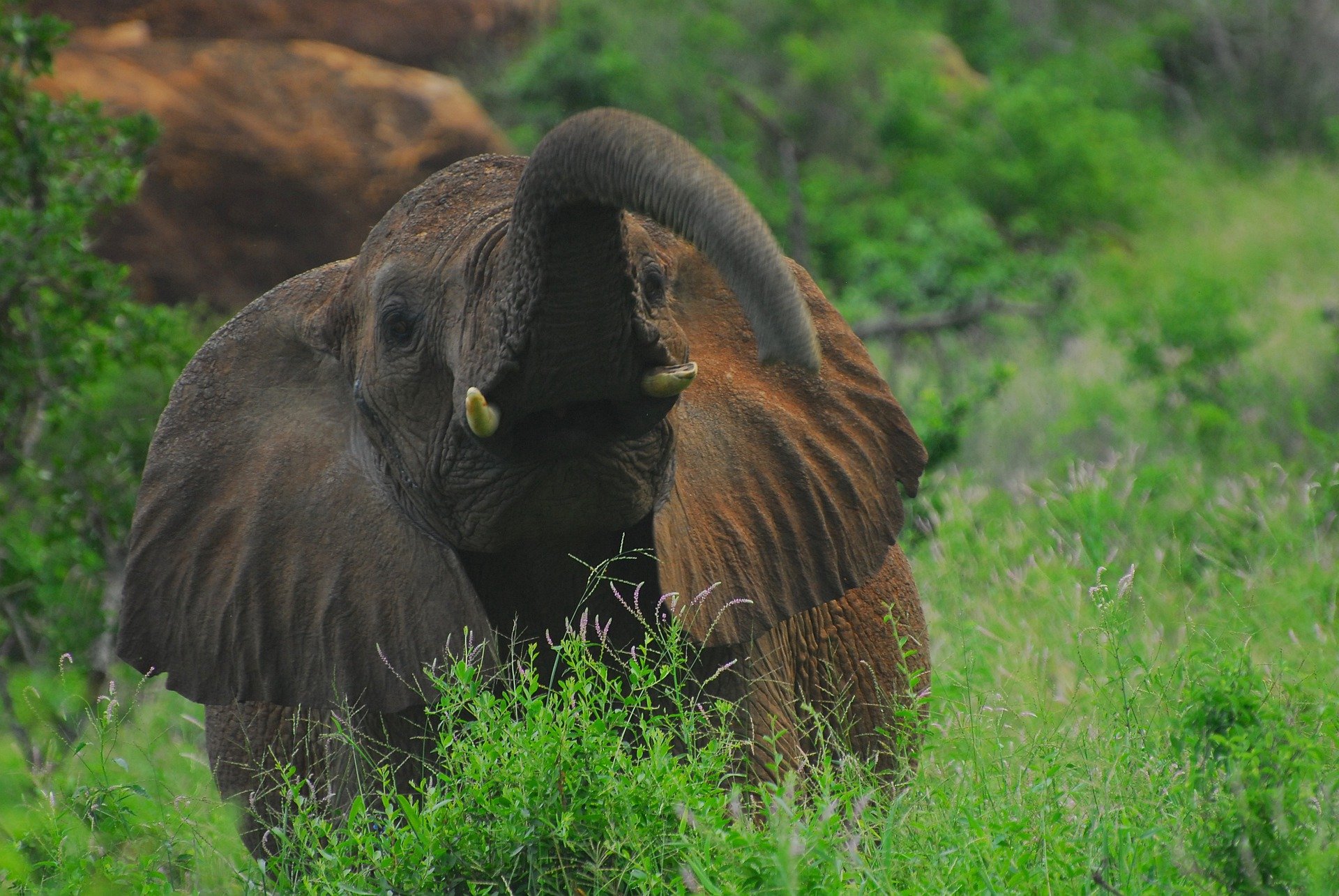 Elefante tsavo est