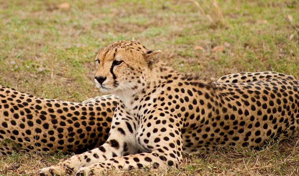 Ghepardo amboseli