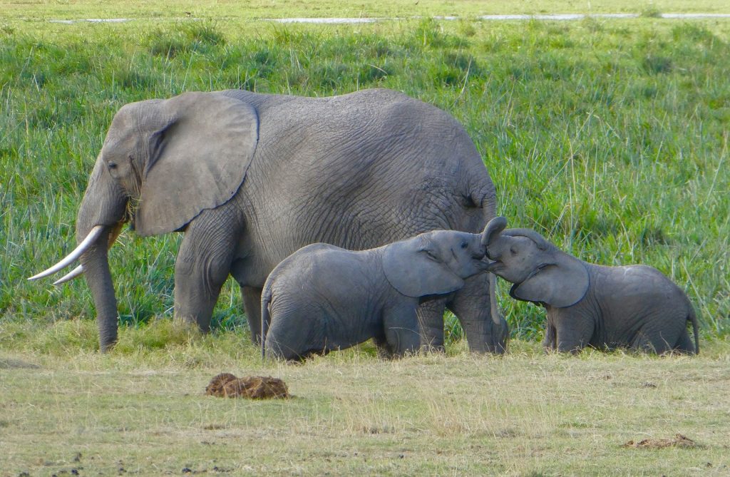 Elefanti amboseli